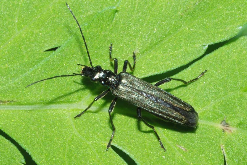 2 specie di Oedemera